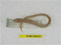 藏品(灰盲條魚)的圖片